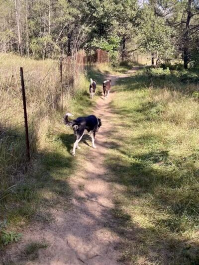 Room To Roam Dog Park - Nekoosa, WI