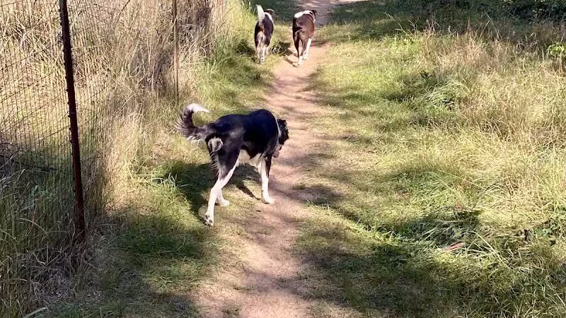 Room To Roam Dog Park - Nekoosa, WI