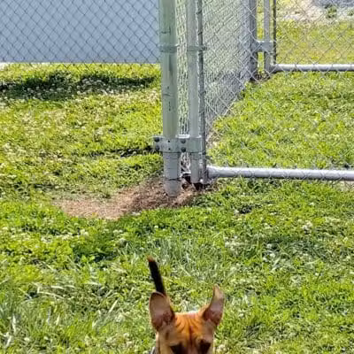 Scenic Park - Dog Park - Neosho, MO