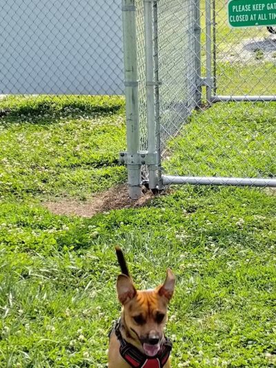 Scenic Park - Dog Park - Neosho, MO