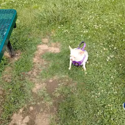 Scenic Park - Dog Park - Neosho, MO