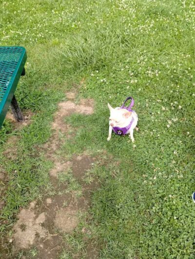 Scenic Park - Dog Park - Neosho, MO