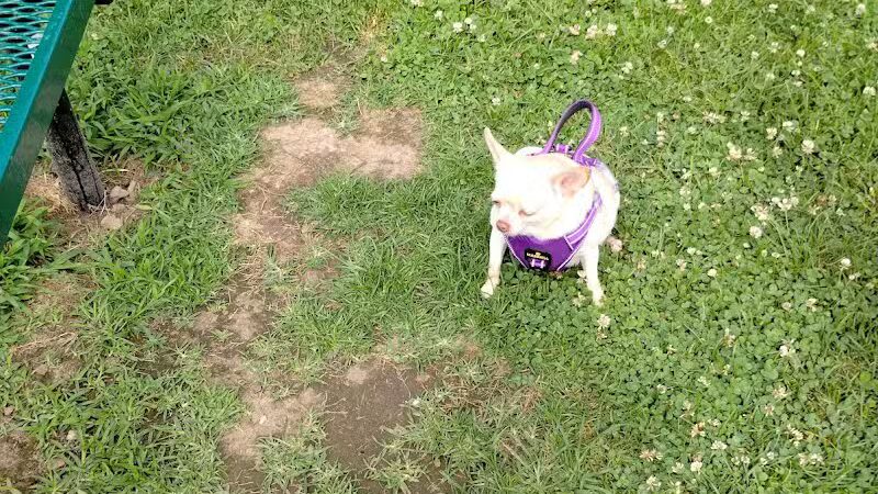 Scenic Park - Dog Park - Neosho, MO