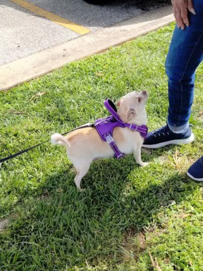 Scenic Park - Dog Park - Neosho, MO