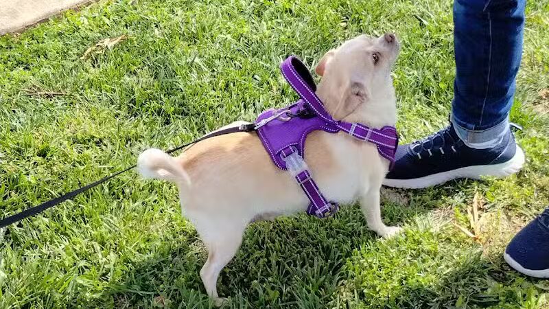 Scenic Park - Dog Park - Neosho, MO