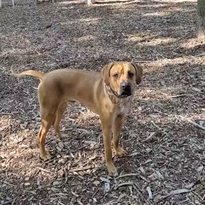 Smithtown Nesconset Dog Park - Nesconset, NY