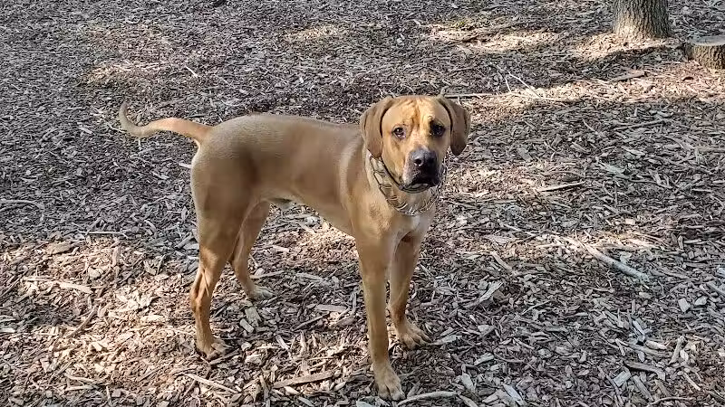 Smithtown Nesconset Dog Park - Nesconset, NY