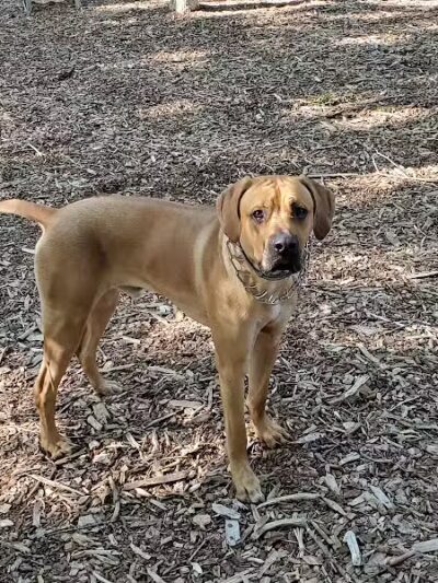 Smithtown Nesconset Dog Park - Nesconset, NY