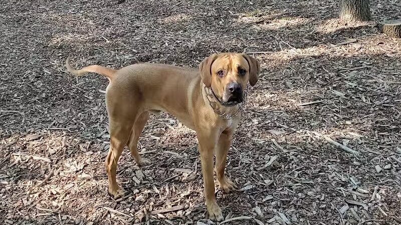 Smithtown Nesconset Dog Park - Nesconset, NY