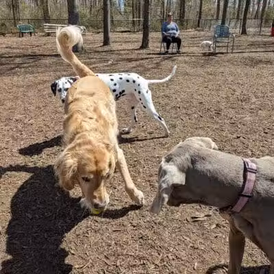 Smithtown Nesconset Dog Park - Nesconset, NY