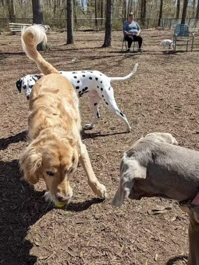 Smithtown Nesconset Dog Park - Nesconset, NY