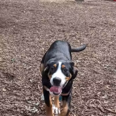 Smithtown Nesconset Dog Park - Nesconset, NY