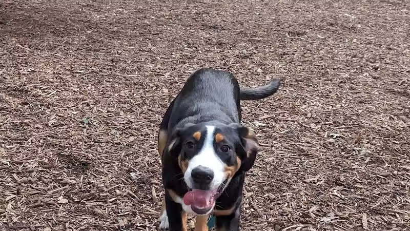 Smithtown Nesconset Dog Park - Nesconset, NY