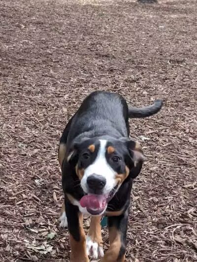 Smithtown Nesconset Dog Park - Nesconset, NY