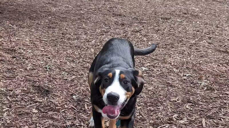 Smithtown Nesconset Dog Park - Nesconset, NY