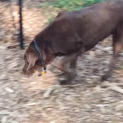 Smithtown Nesconset Dog Park - Nesconset, NY