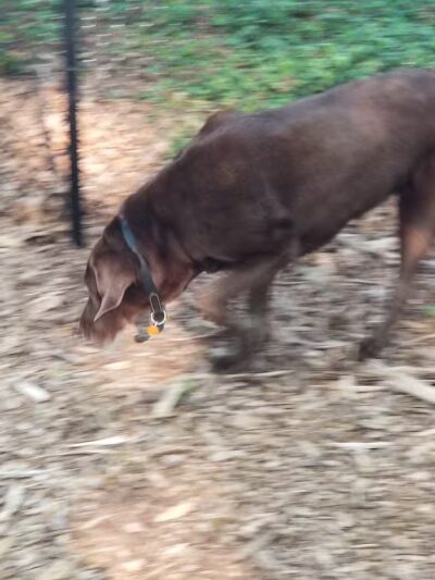 Smithtown Nesconset Dog Park - Nesconset, NY