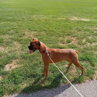 Smithtown Nesconset Dog Park - Nesconset, NY