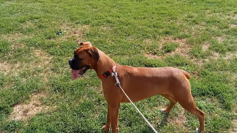 Smithtown Nesconset Dog Park - Nesconset, NY