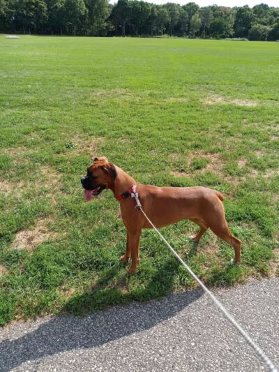 Smithtown Nesconset Dog Park - Nesconset, NY