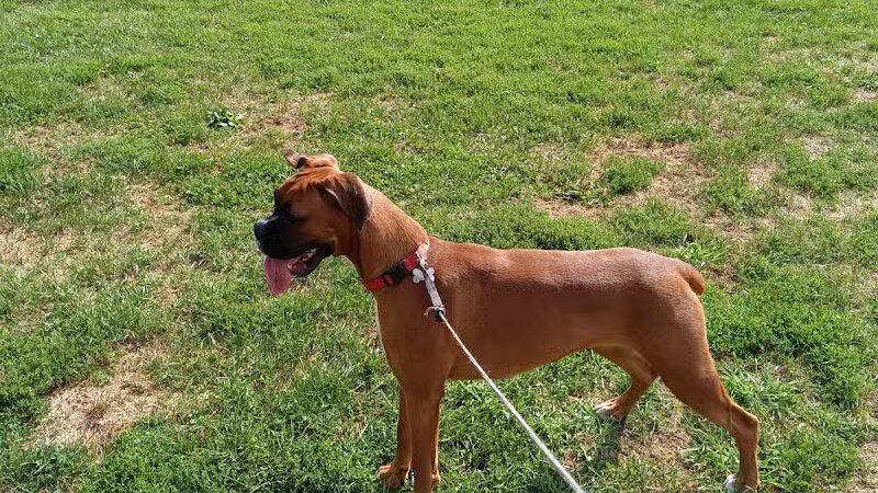 Smithtown Nesconset Dog Park - Nesconset, NY