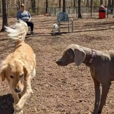 Smithtown Nesconset Dog Park - Nesconset, NY