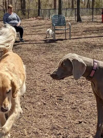 Smithtown Nesconset Dog Park - Nesconset, NY