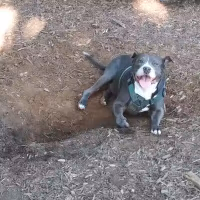 Smithtown Nesconset Dog Park - Nesconset, NY