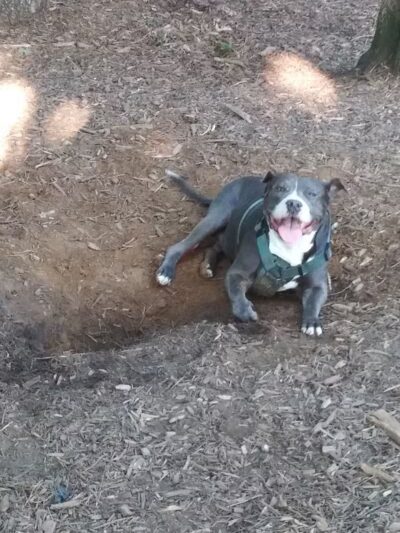 Smithtown Nesconset Dog Park - Nesconset, NY