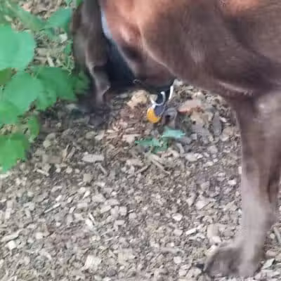 Smithtown Nesconset Dog Park - Nesconset, NY