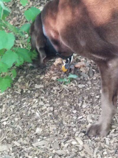 Smithtown Nesconset Dog Park - Nesconset, NY