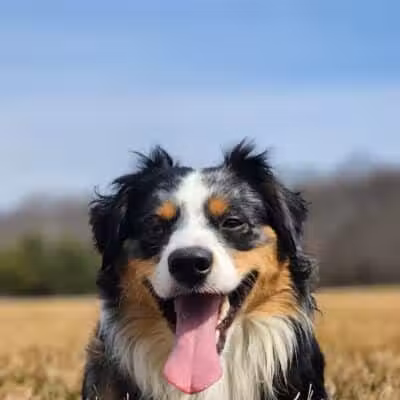 Smithtown Nesconset Dog Park - Nesconset, NY