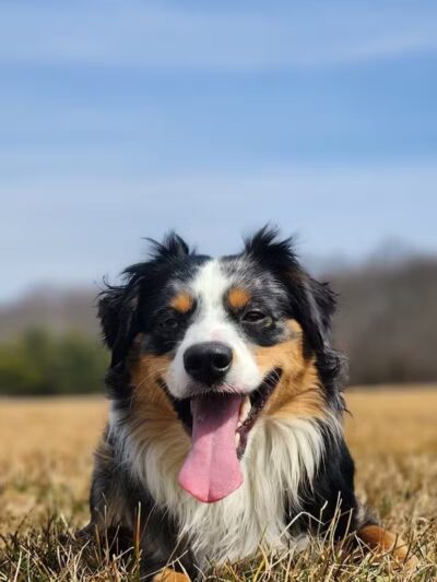 Smithtown Nesconset Dog Park - Nesconset, NY