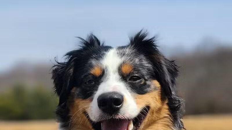 Smithtown Nesconset Dog Park - Nesconset, NY