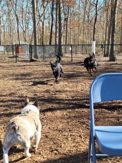 Smithtown Nesconset Dog Park - Nesconset, NY