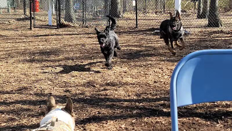 Smithtown Nesconset Dog Park - Nesconset, NY