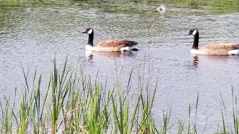 Martha Hart park - New Britain, CT
