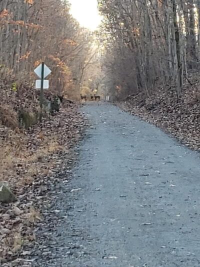 Tunnel Hill State Trail parking & trailhead - New Burnside, IL