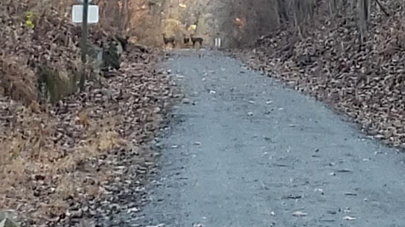 Tunnel Hill State Trail parking & trailhead - New Burnside, IL