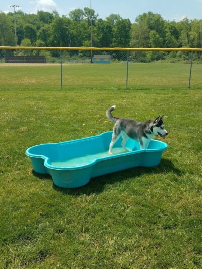 Hancock County Dog Park - New Cumberland, WV