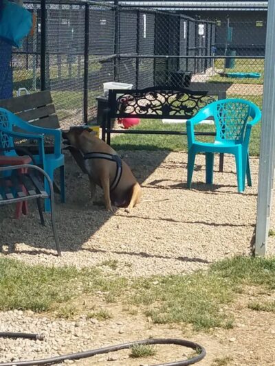 Hancock County Dog Park - New Cumberland, WV