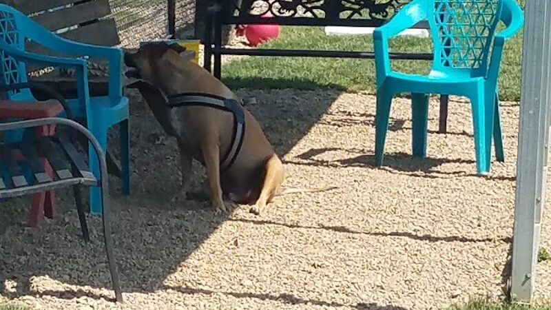 Hancock County Dog Park - New Cumberland, WV