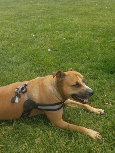 Hancock County Dog Park - New Cumberland, WV