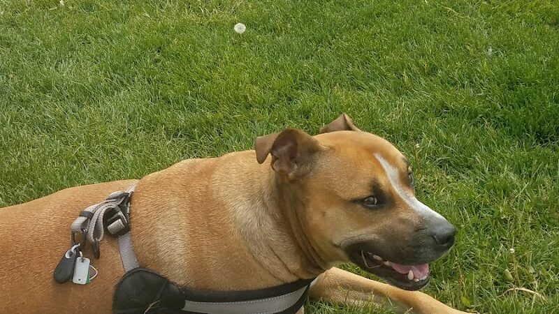 Hancock County Dog Park - New Cumberland, WV