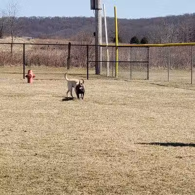 Hancock County Dog Park - New Cumberland, WV