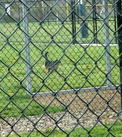 Hancock County Dog Park - New Cumberland, WV