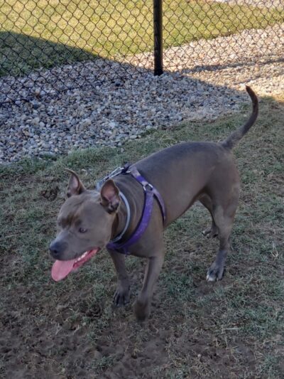 Hancock County Dog Park - New Cumberland, WV