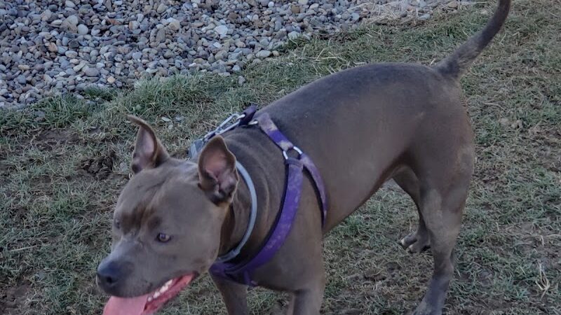 Hancock County Dog Park - New Cumberland, WV