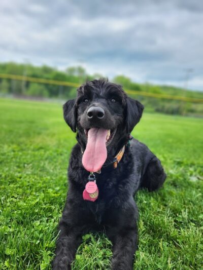 Hancock County Dog Park - New Cumberland, WV