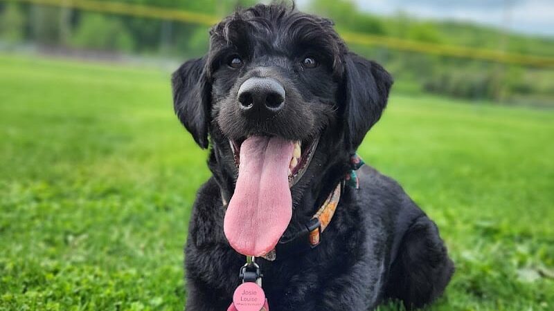 Hancock County Dog Park - New Cumberland, WV